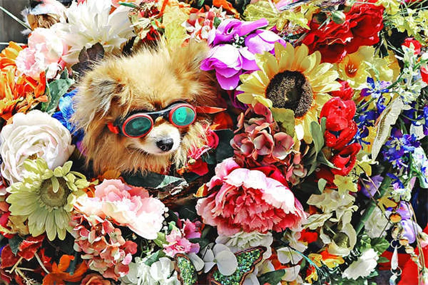 ペットのカビ中毒、5つの予防習慣で愛犬・愛猫を守る