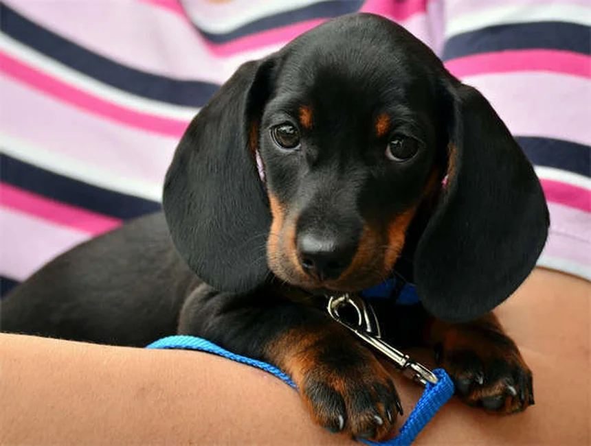 ペットのカビ中毒、5つの予防習慣で愛犬・愛猫を守る