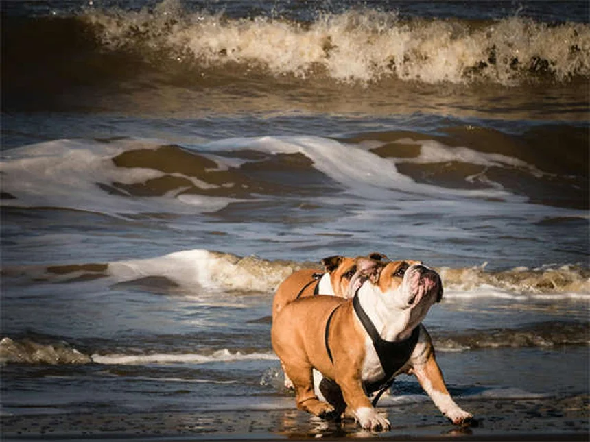 セラピー犬が病院患者に与える5つの効果とは？科学的根拠も紹介
