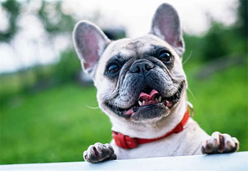 セラピー犬が病院患者に与える5つの効果とは？科学的根拠も紹介