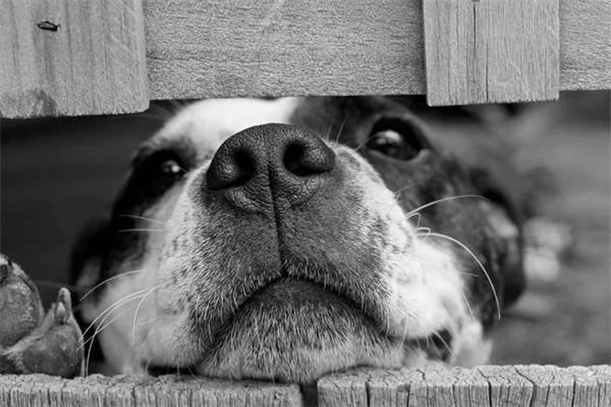 猫の幸せ見極め方：行動でわかる9つのサインと今日からできる愛情表現