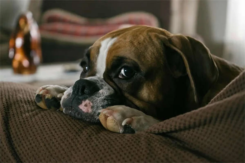 犬の薬をドッグフードに混ぜるのは危険？正しい3つの飲ませ方