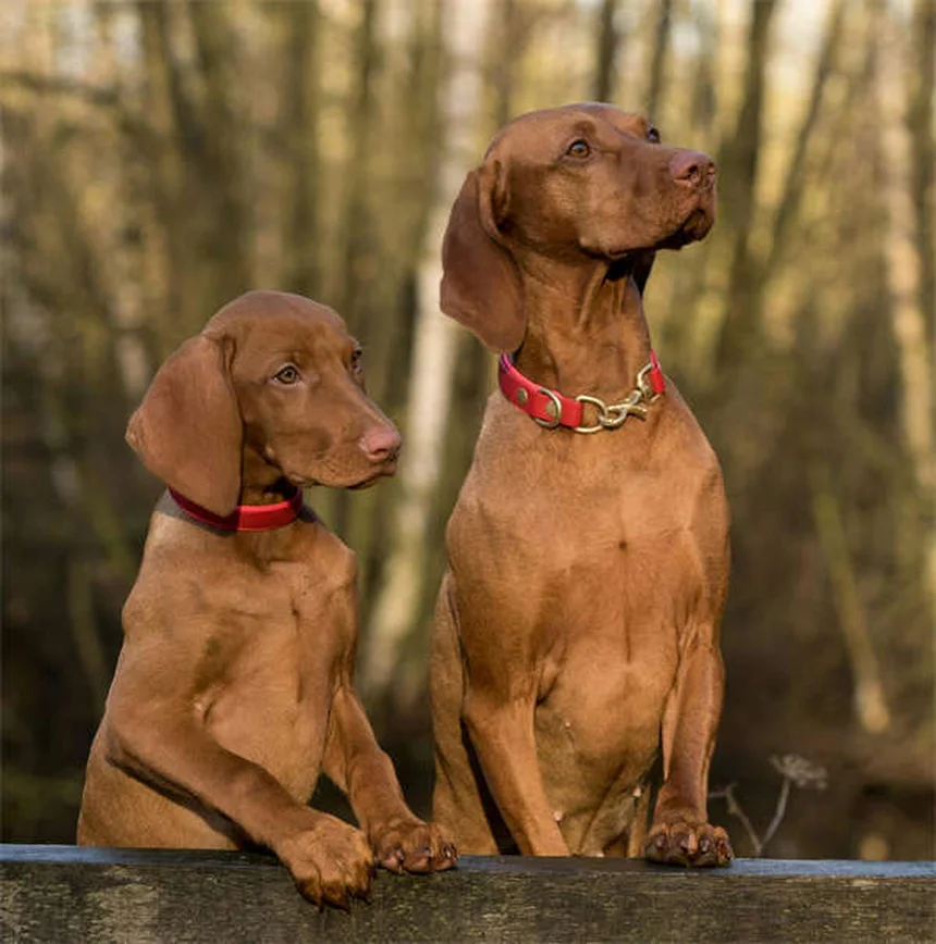 犬の強迫行動、治療はすぐに始めよう