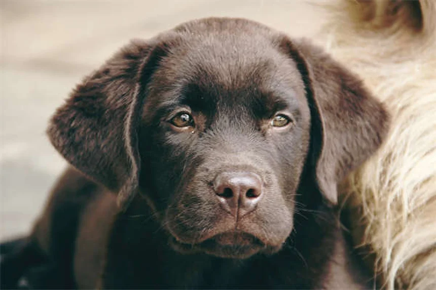 犬の強迫行動、治療はすぐに始めよう