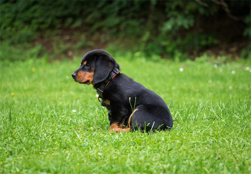 犬用プロバイオティクスの効果と正しい選び方～下痢改善や副作用を解説～