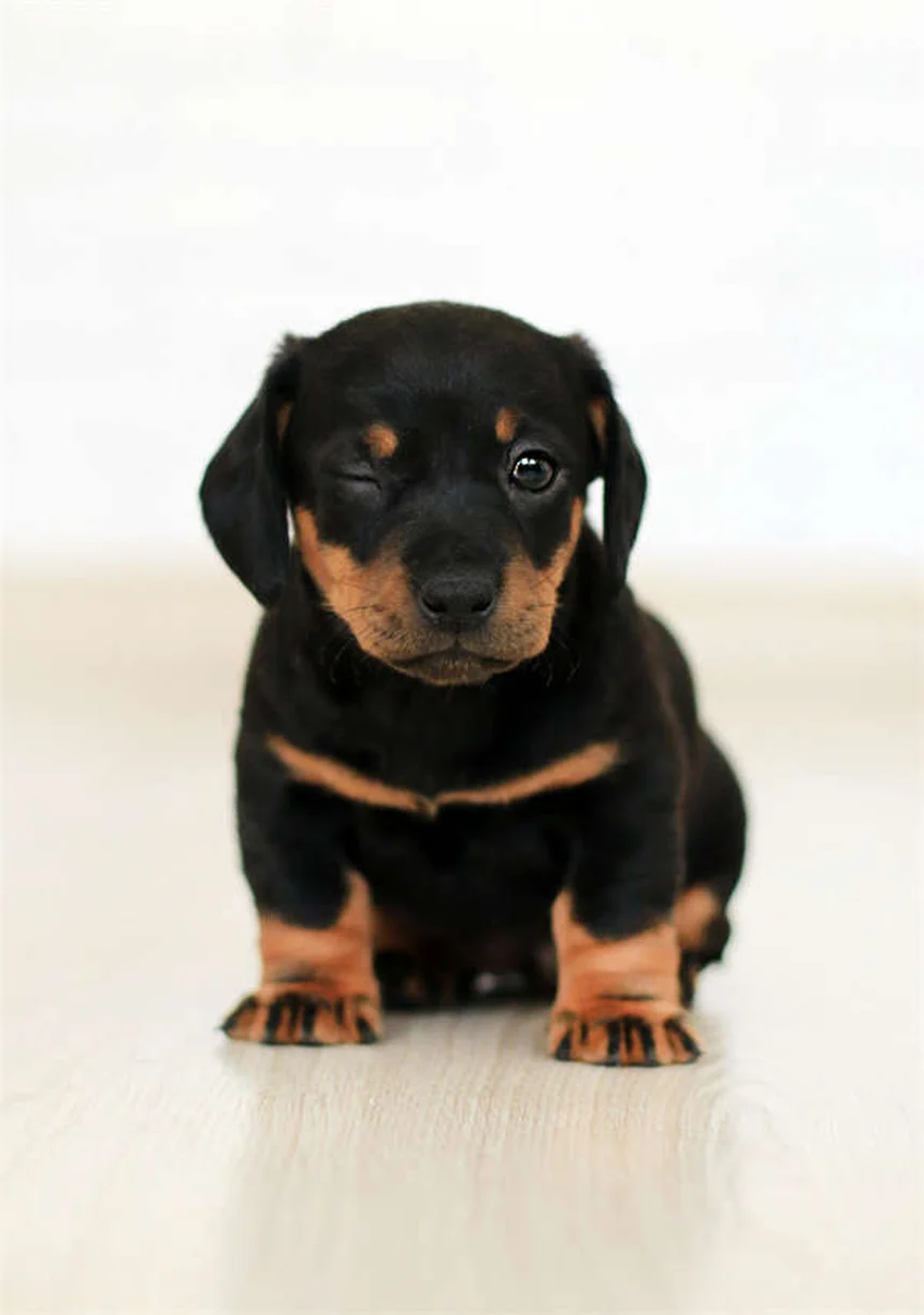 犬のいびき原因は？解剖や肥満など知っておきたい真実