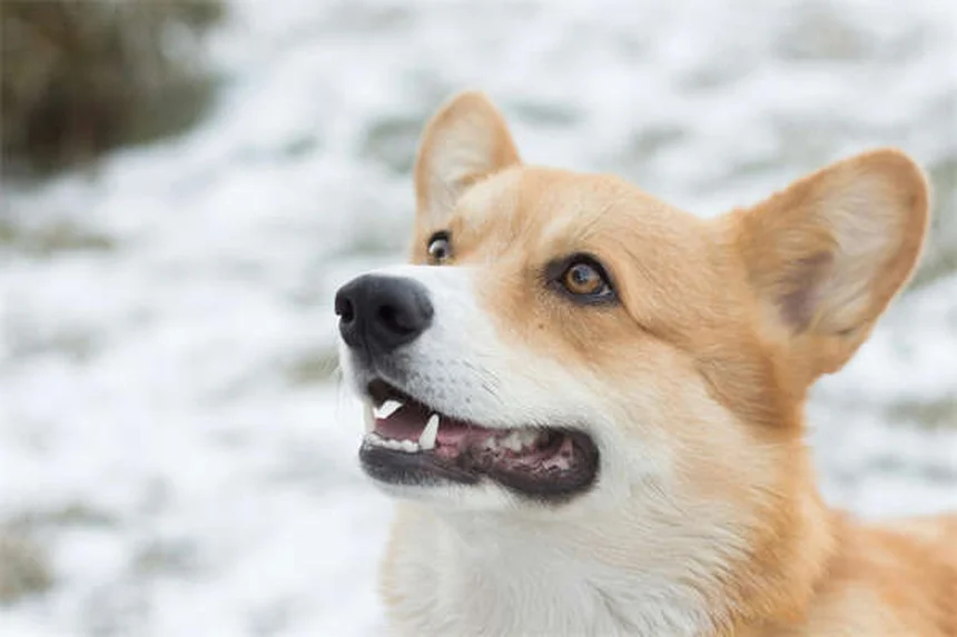 犬の白血病の症状と治療法をわかりやすく解説！