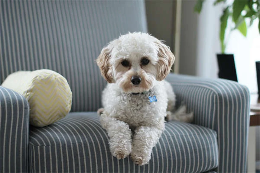 犬のメンタル刺激がカギ！退屈サインを見抜く9つの方法