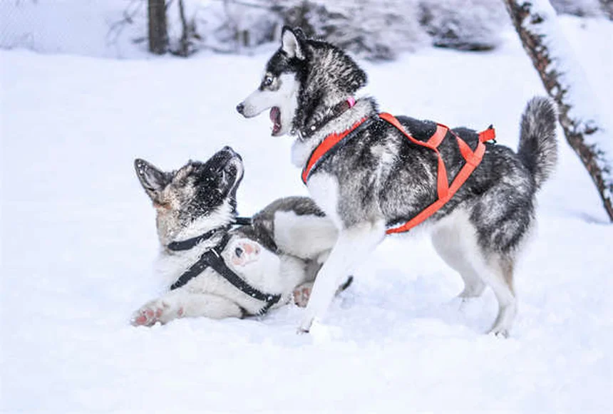 犬ジステンパー、フェレットの死亡率は95〜100％