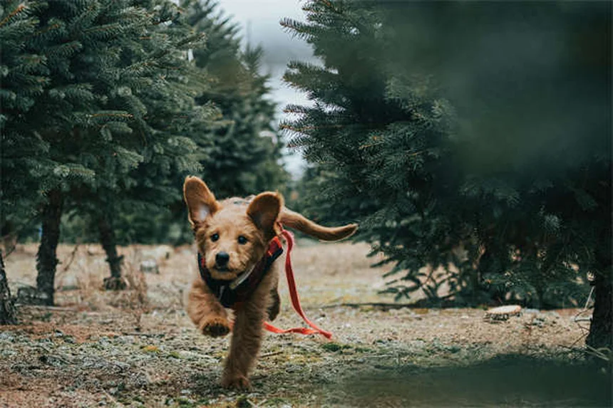 犬の腎臓感染症、見逃しやすい症状と早期発見のコツ
