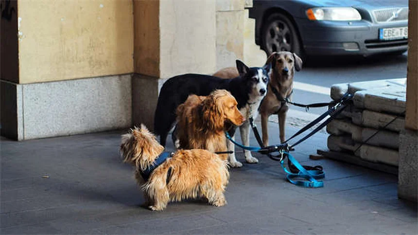 パピーストラングルって何？子犬の顔が腫れる原因と治療法を経験者が解説