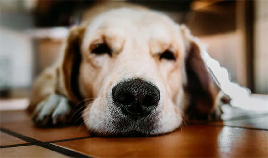 パピーストラングルって何？子犬の顔が腫れる原因と治療法を経験者が解説
