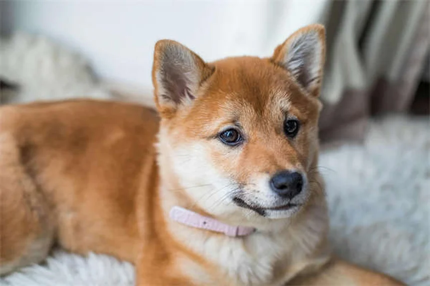 クエン酸カリウムの副作用と服用方法｜犬猫の安全な使い方と注意点
