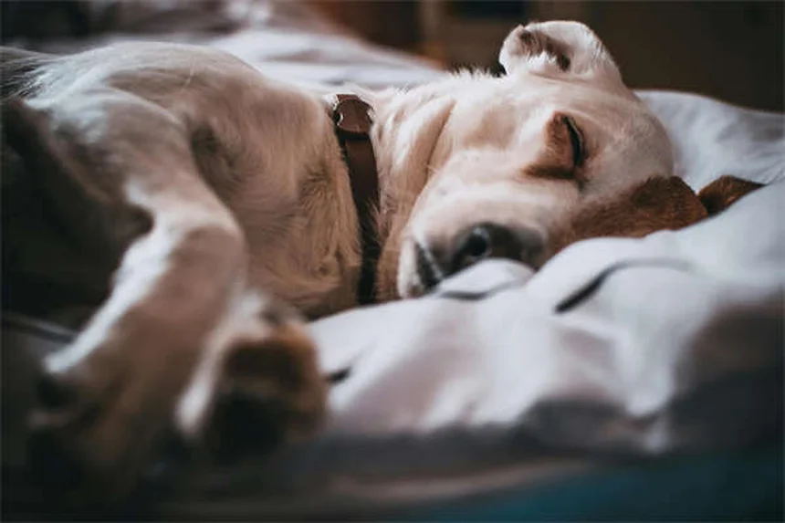 クエン酸カリウムの副作用と服用方法｜犬猫の安全な使い方と注意点