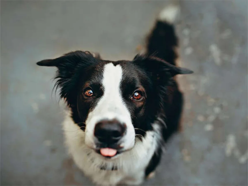 犬の運動後に絶対やるべきケア5選！私が実践する愛犬の健康ルーティン