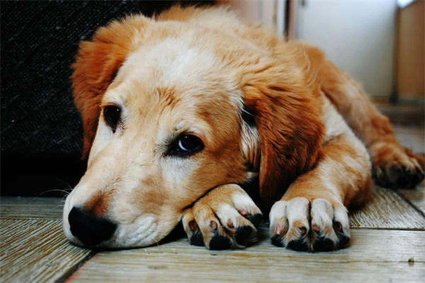 チンチラ敗血症、たった2日で死亡も？飼い主が知るべき症状と早期発見のポイント