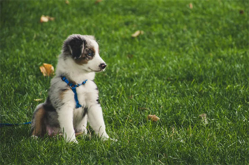 ペットフェロモンの効果は？犬と猫でこんなに違う正しい使い方や注意点