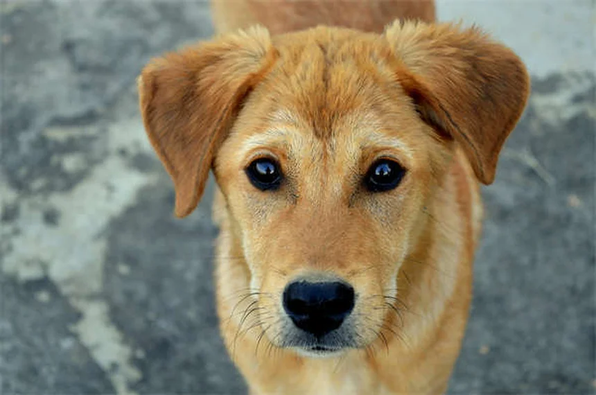 クロルフェニラミンは犬猫に効く？副作用や与え方の注意点を解説