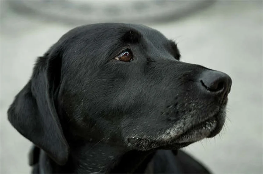 愛犬の運動不足が引き起こす問題行動を解決！今日から始める愛犬との運動計画。