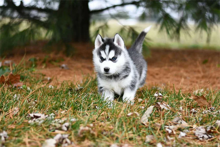愛犬の運動不足が引き起こす問題行動を解決！今日から始める愛犬との運動計画。