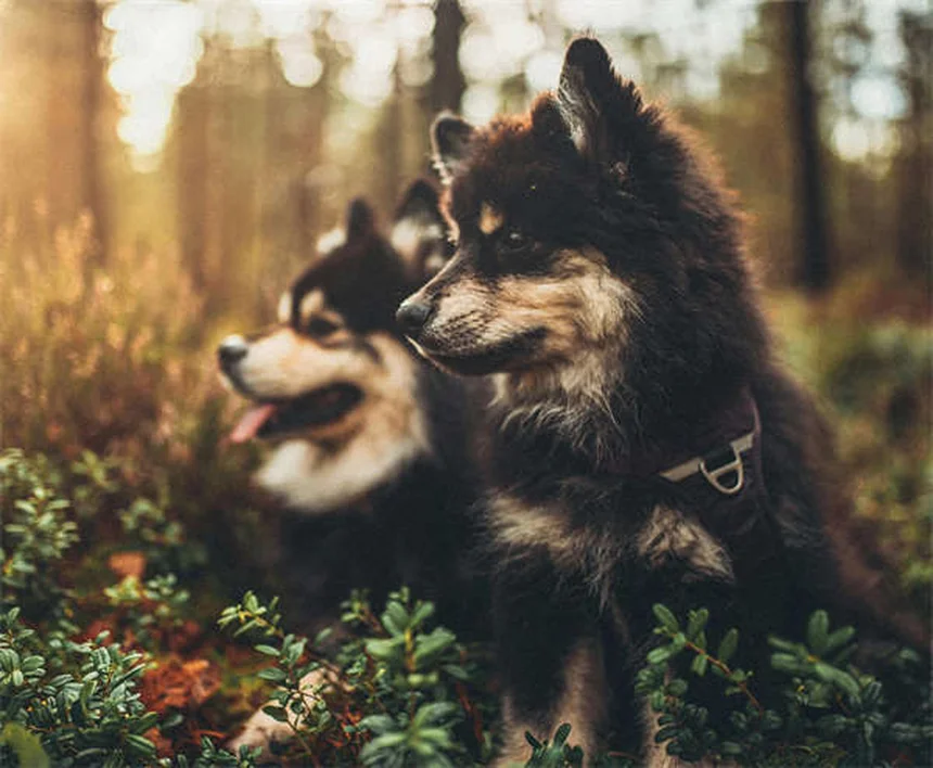 ハリケーン対策！愛犬を守るための5つの準備と避難のコツ