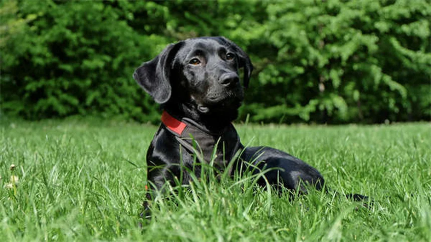 犬のフィラリア治療、なぜ予防が最善か？治療費の実態と自宅でできるケア法