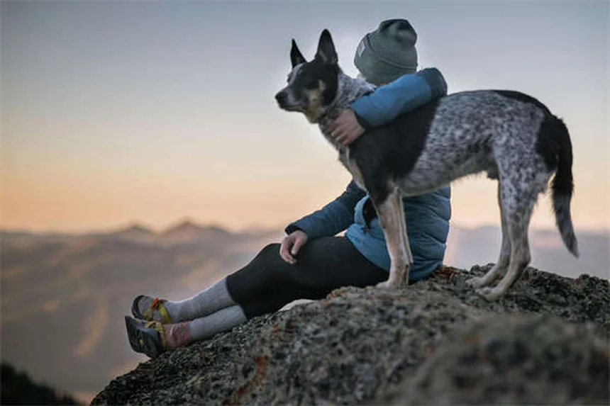 犬猫のストルバイト結石にDL-メチオニンは効果的？獣医が解説