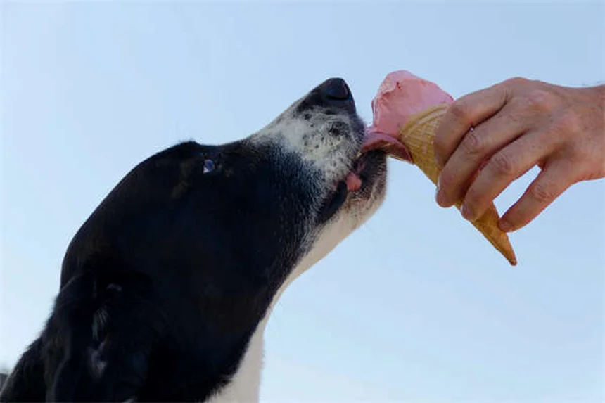 犬のヘモアブドメン: 症状・原因・治療法を獣医師が解説